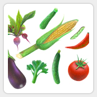 Botanical Illustration - Summer Vegetables Sticker